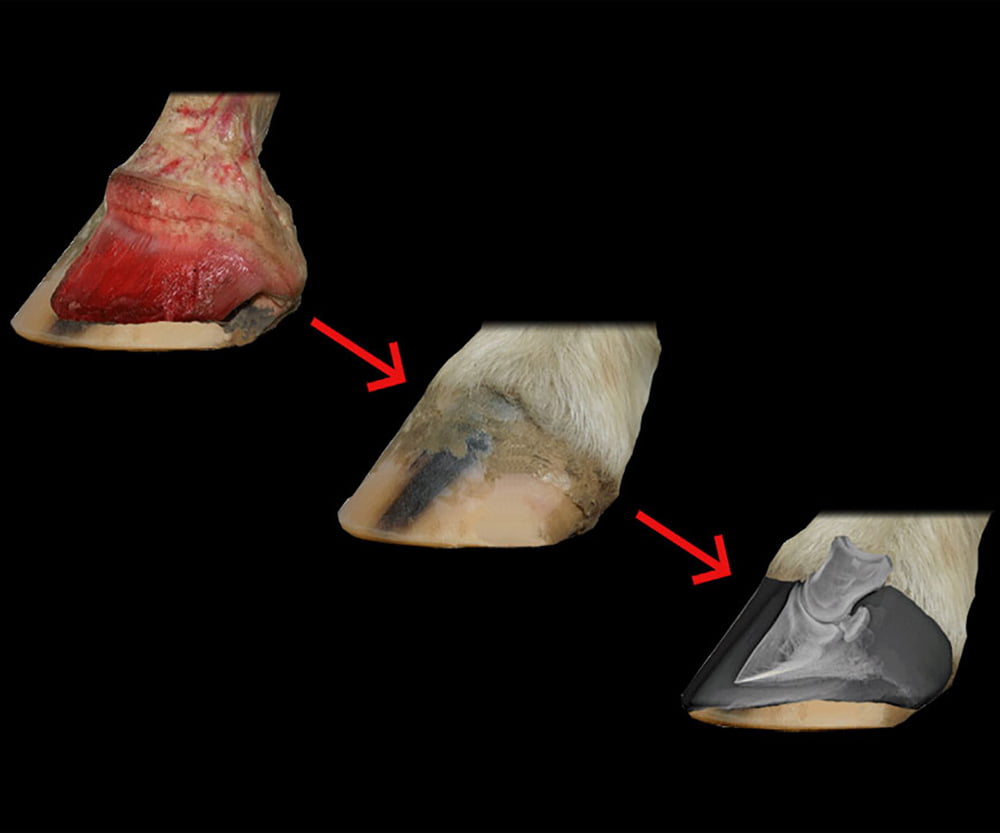 Applied Equine Podiatry at Equipoise Performance