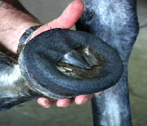 Perfect Hoof Wear Poly Wrap