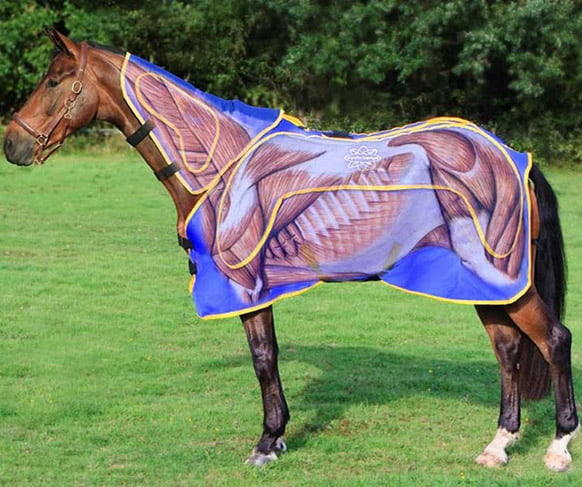 Cyclo-ssage Pro-Equine Ultimate Therapy System Cyclo-ssage Pro-Equine Ultimate Therapy System