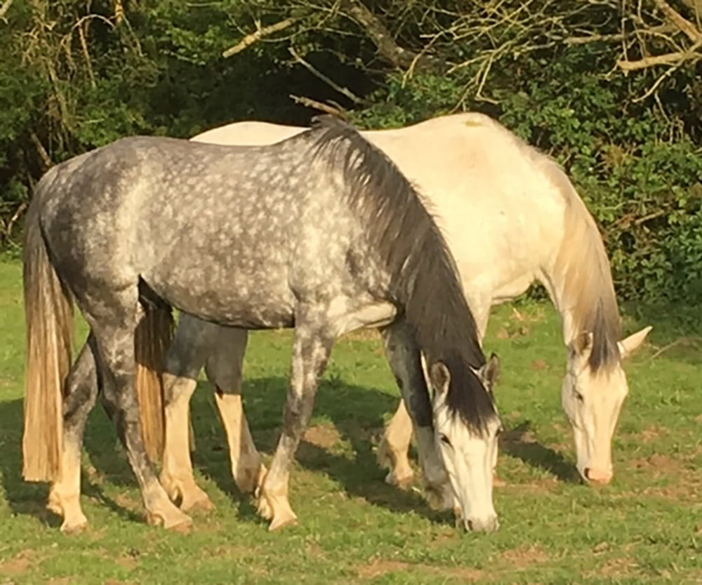 Equine Products Equine Products